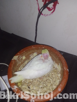 কোকোটেল বেবী